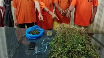 Terlibat Kasus Ganja,Empat Pria Diamankan Unit 1 Satresnarkoba Polres Karo