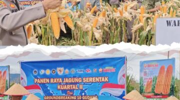 Dukung Swasembada Pangan Tahun 2026 Wakil Bupati Karo Hadiri Panen Raya Jagung Serentak 