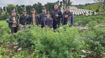 Seorang Pria Warga Partibi lama Ditangkap Polres Karo,Delapan Batang Ganja Turut Disita
