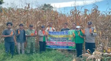Dukung Ketahanan Pangan,Polsek Simpang Empat Hadiri Panen Jagung BUMDes di Desa Nangbelawan