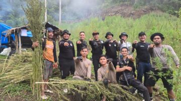 Polres Gayo Lues Musnahkan 53 Ribu Batang Ganja di Pegunungan Pining