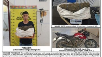 Satresnarkoba Polres Gayo Lues Amankan Pemuda 18 Tahun, Hampir 1 Kg Ganja Jadi Barang Bukti